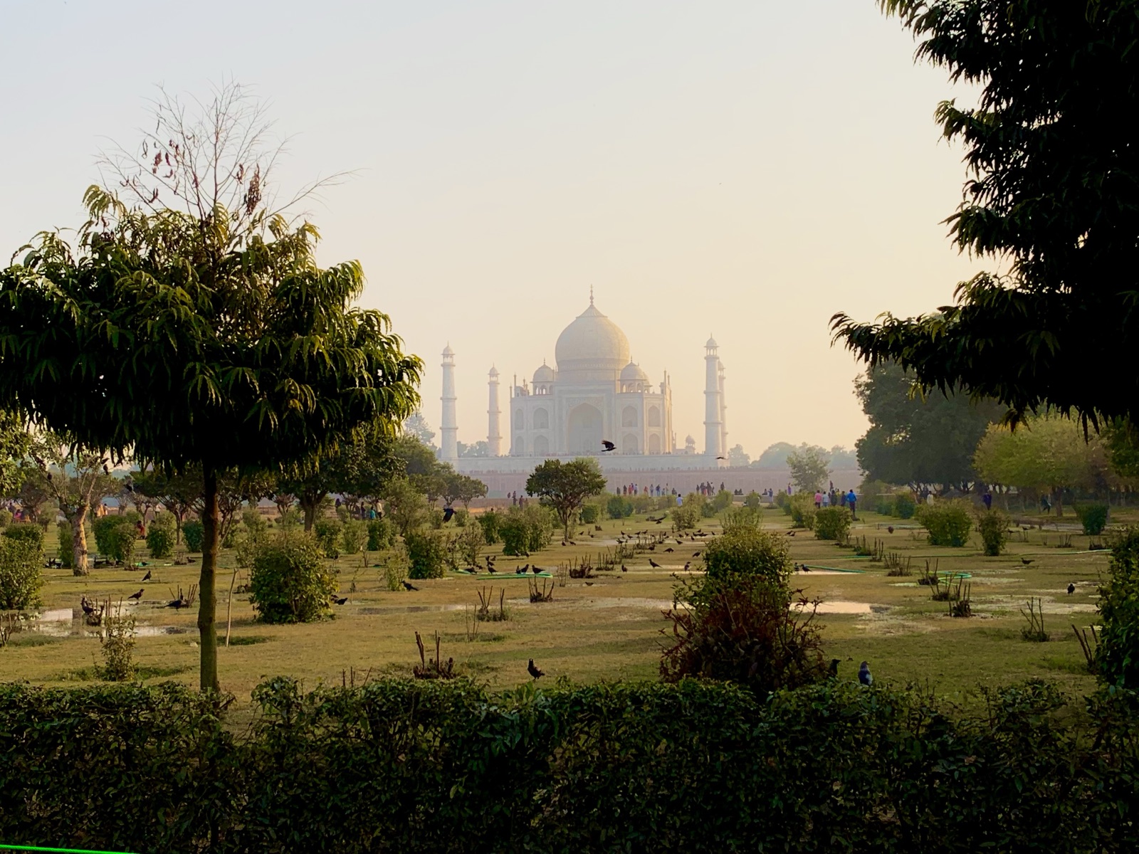 The Taj Mahal seen at a distance through gardens at hazy golden hour, framed by trees with birds in the foreground